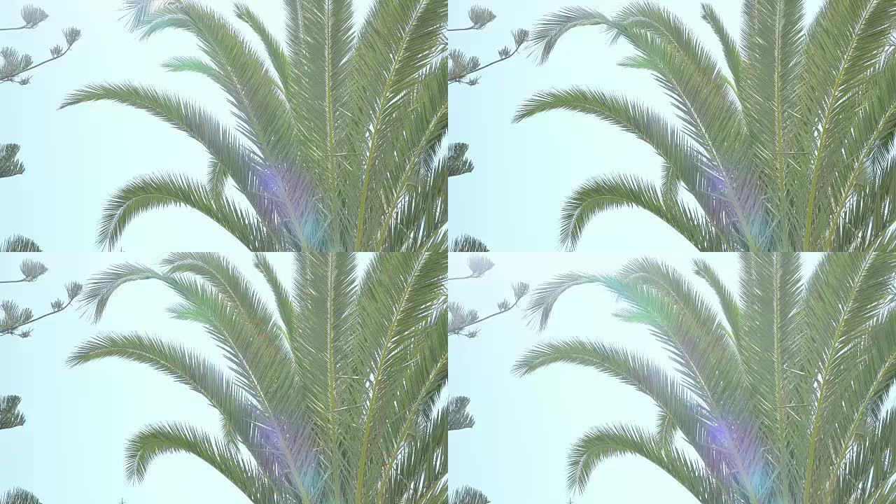 4k蓝天上的棕榈树视频