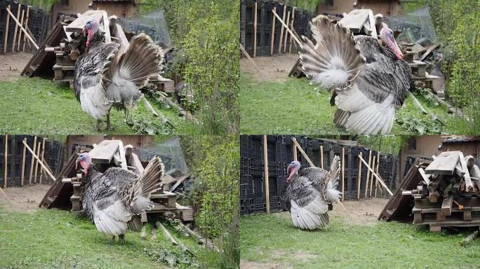 自由放养的火鸡在花园里昂首阔步