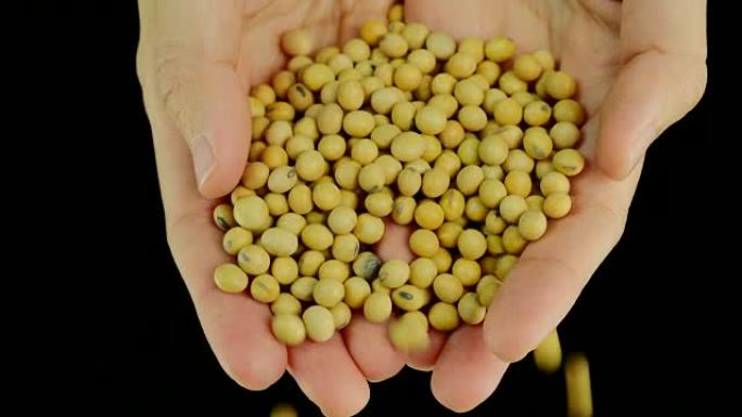 Pouring soy beans。前线视图