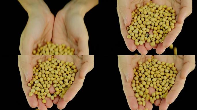 Pouring soy beans。前线视图