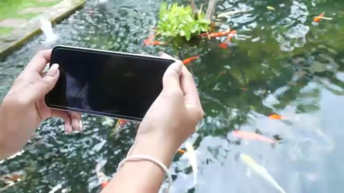 用手机拍照锦鲤拍摄