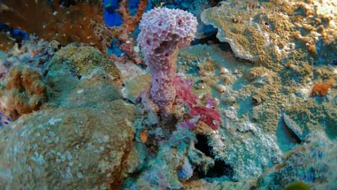 粉红色柱状海海绵和海底硬珊瑚