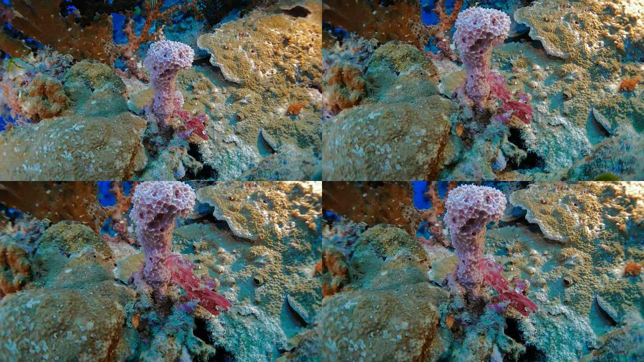 粉红色柱状海海绵和海底硬珊瑚