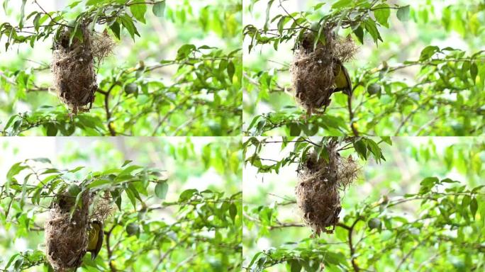 橄榄背太阳鸟巢