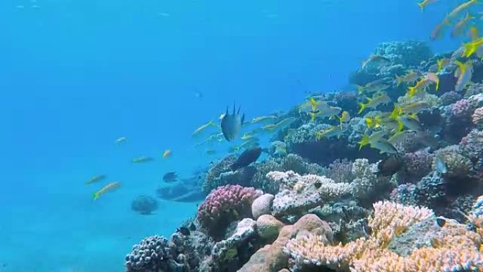 红海上的鲷鱼学校的海洋生物礁