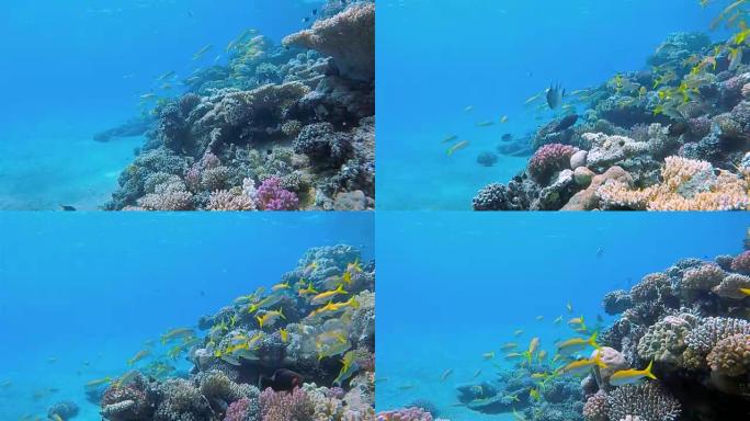 红海上的鲷鱼学校的海洋生物礁