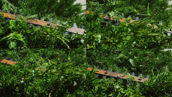 一个人在晴天用电动绿篱修剪机修剪杜松灌木