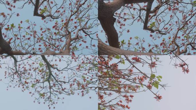 泉州市花刺桐树盛开着刺桐花
