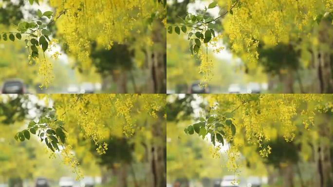 风中的金雨花 (决明子瘘管花)