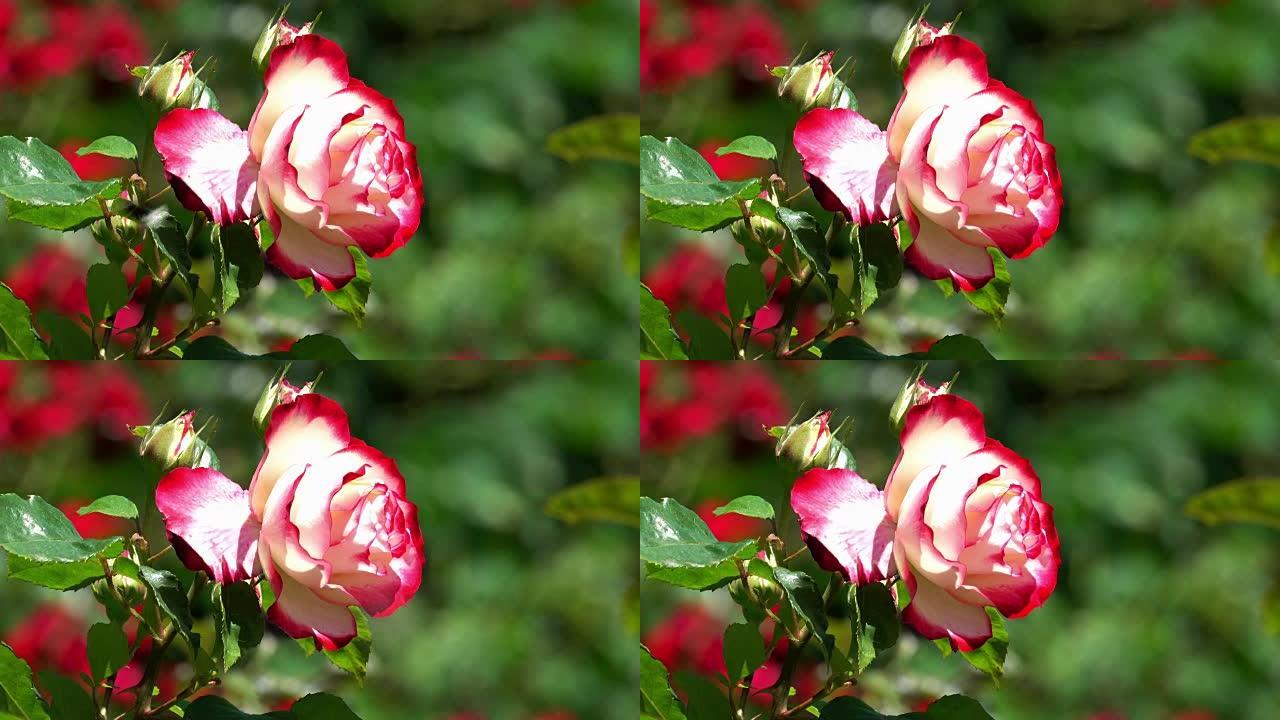 花园玫瑰