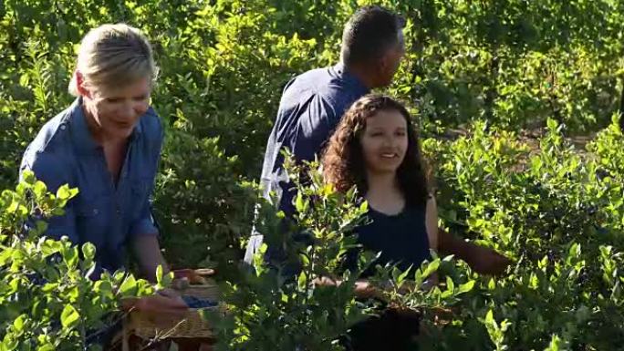混合种族家庭在有机农场采摘蓝莓