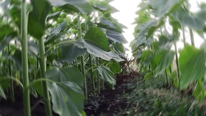 核心种植向日葵花