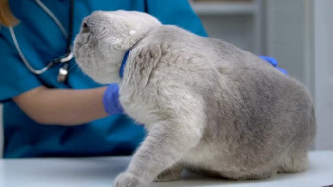 善良的兽医抚摸焦虑的猫，紧张的宠物进行健康检查