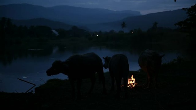 湖边的日落，水牛在湖边休息。该视频是在乡村环境中的户外创建的。