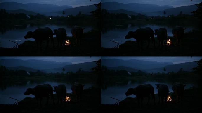 湖边的日落，水牛在湖边休息。该视频是在乡村环境中的户外创建的。