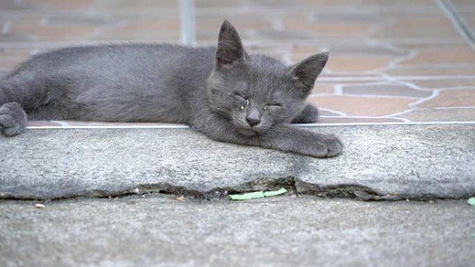 生病的小猫无家可归的猫宠物户外。