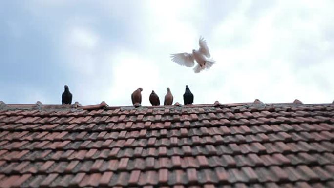 鸽子在屋顶上