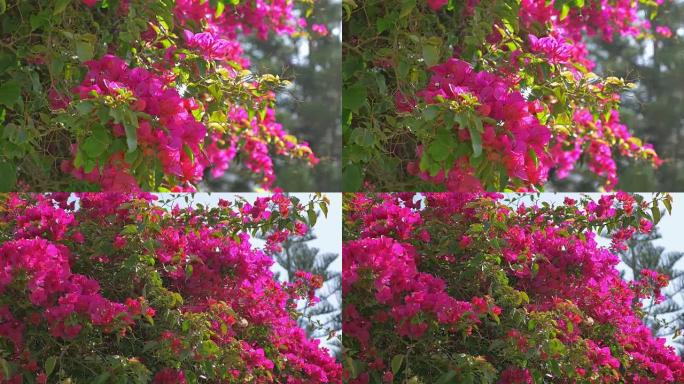 4k花园中的两个鲜花视频