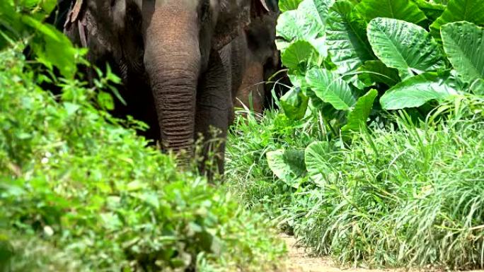 在泰国的一个旅游大象营地，亚洲象在泥泞的小路上行走
