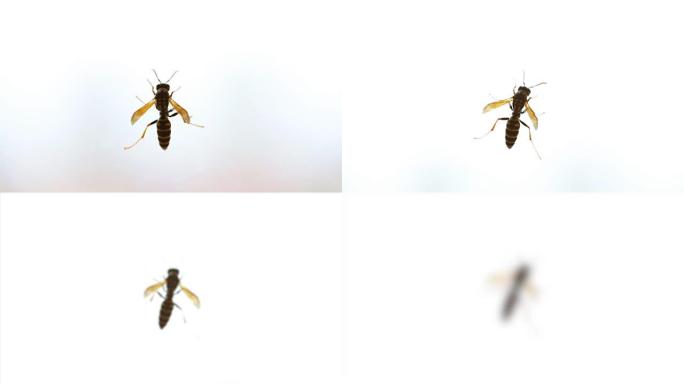 黄色和黑色的黄蜂在透明的窗户玻璃上行走