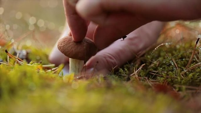 男人在秋天的森林里用刀切蘑菇。