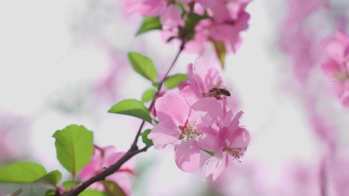 春天万物复苏 花开 蜜蜂