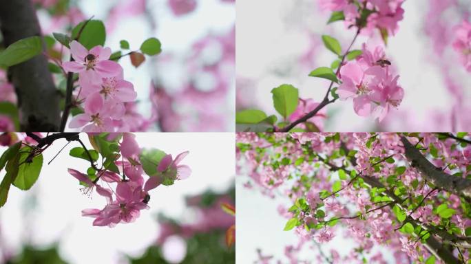 春天万物复苏 花开 蜜蜂