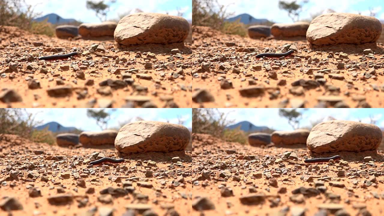 炎热沙漠中的蜈蚣热带石头