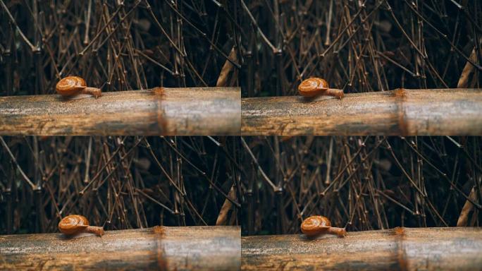 竹枝上的蜗牛蜗牛