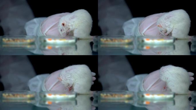 科学家在实验，动物测试，发育后监测大鼠行为