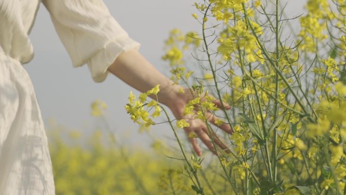 唯美女生背影手摸油菜花小清新文艺青年意境