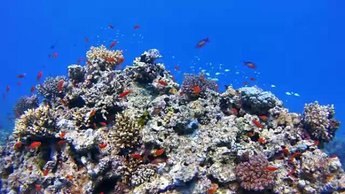 珊瑚礁/红海水下水肺潜水