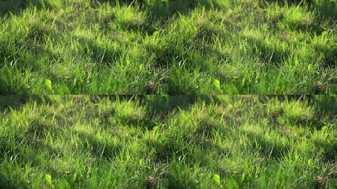 绿草的特写，上面有对比的光斑和黑斑