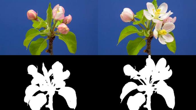 蓝色背景下生长的野生苹果树花的高清延时。在色度关键背景上盛开的花朵，切出背景