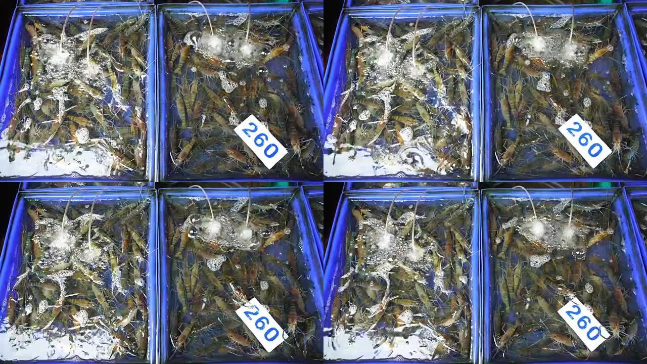 印度尼西亚爪哇岛Yogjakarta的虾场将大量虾倒入桶中。