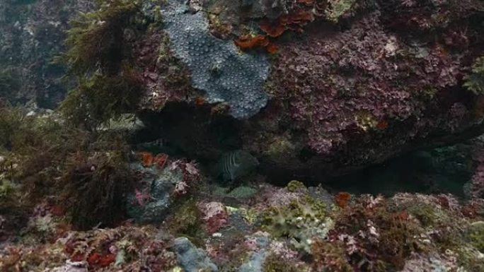 藏在海底岩石中的珊瑚鳟鱼