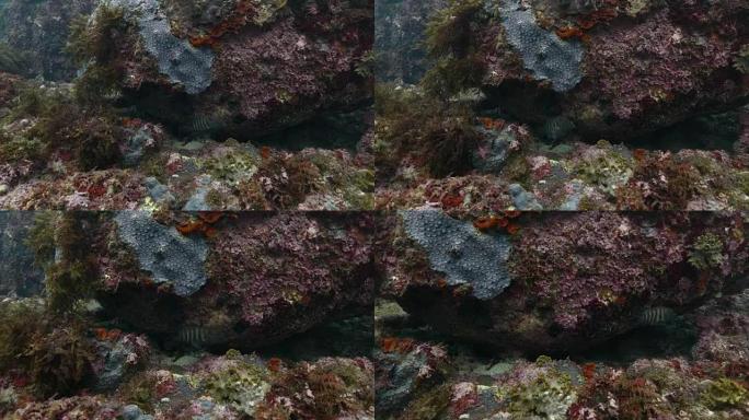 藏在海底岩石中的珊瑚鳟鱼