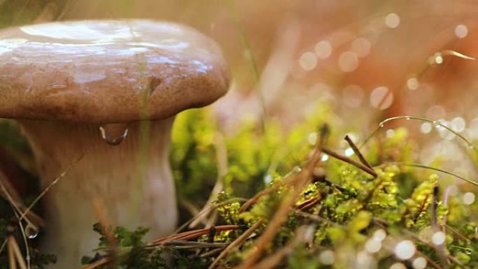 雨中在阳光明媚的森林里蘑菇牛肝菌。