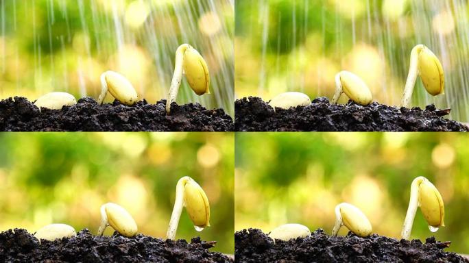 带有bokeh的幼树