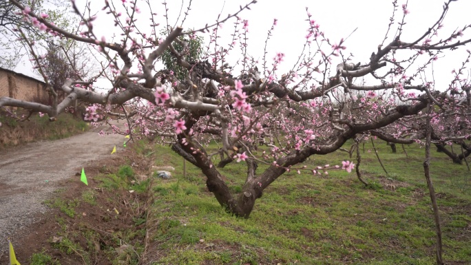 桃花枝