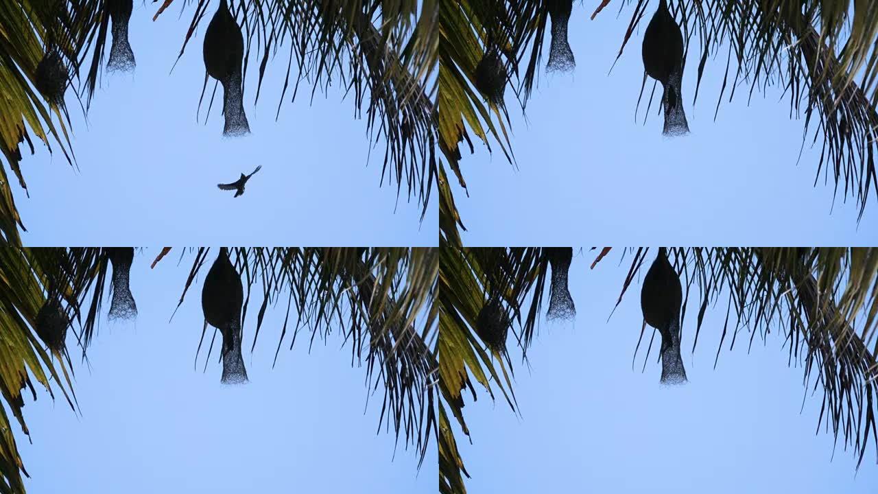 泰国椰子树上欧亚树麻雀飞入巢的慢动作