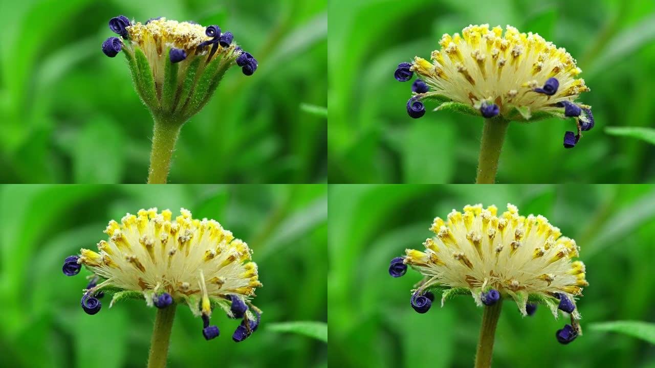 Felicia amelloides种子-蓝色雏菊蒲公英