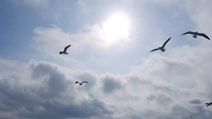 一群海鸥飞翔野生动物保护生物生态飞翔飞鸟