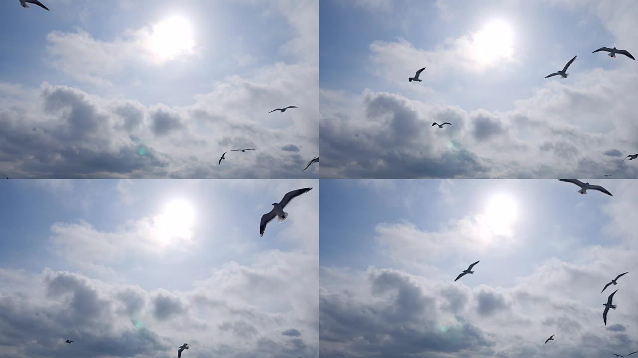 一群海鸥飞翔野生动物保护生物生态飞翔飞鸟