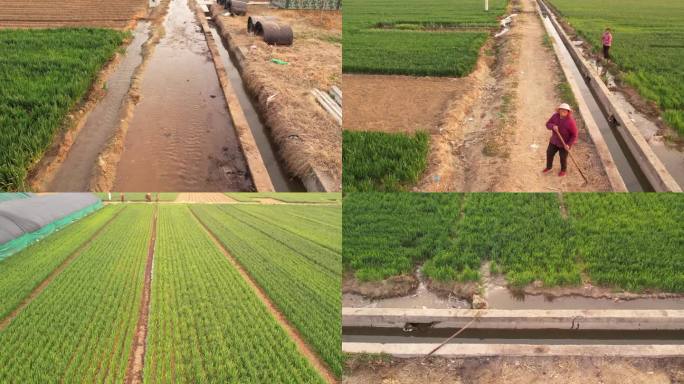 灌溉麦子 浇地水渠 浇水浇小麦 农田灌溉