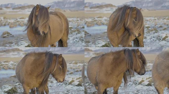 冬天美丽的冰岛马。