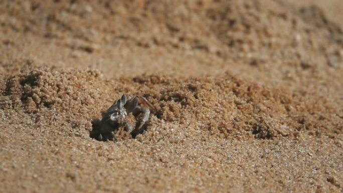 高清超慢动作: 沙滩上的螃蟹，出洞