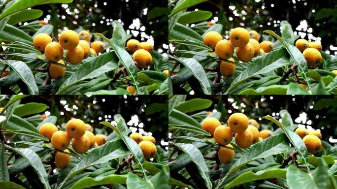 树上的水果