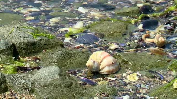 蛤蜊海洋污染海洋生物海螺
