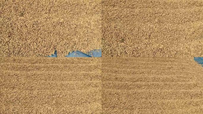 农民从水稻中选择坏大米。